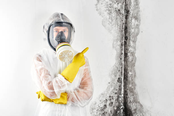 Professional Mold Removal & Remediation in Farmers Loop, AK