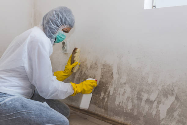 Best Basement Mold Removal  in Farmers Loop, AK